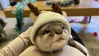 クリスマスにプレゼントをもらえて大暴れなカワウソ！Otter on a rampage, getting presents for Christmas!