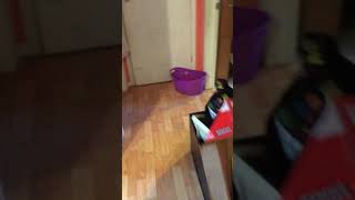 Viola singing Despacito and dancing?? funny reaction