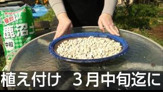 サギソウの育て方by道後谷屋の女将さん