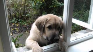 Anatolian Shepherd Twins