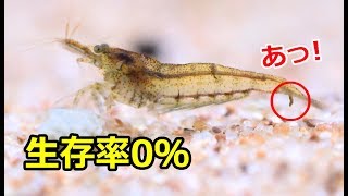 エビ水槽　生存率0％？　「無人島レイアウト」