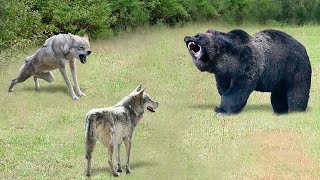 Глупые Волки Встретили Медведя! Вот Что Было Дальше......