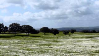 Blühende Steppe / Steppe en fleurs/ Flower carpet