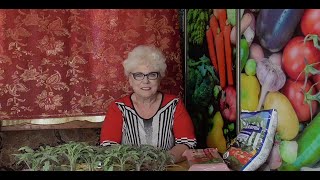 Прием заказов семян начнется 1 февраля. 