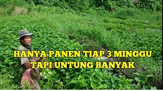 PETANI KANGKUNG. LAHAN KECIL TAPI UNTUNG BANYAK. MAKANAN ADA MESKI LOCKDOWN.