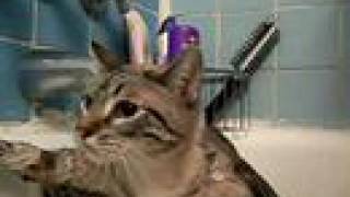 Calla takes a bath