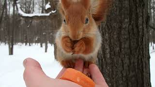 Кормлю Длинноухого и Рыжую. Давно их не было / I feed the Long-Eared and the Redhead