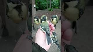 Ещё больше синиц / Even more titmouse