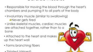P6 Muscular System