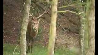 Red deer in rutting season Edelherten bronst [Veluwe]