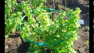 посев семян эустомы на рассаду, eustomy sowing seedlings,