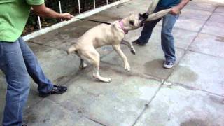 CANE CORSO ADA 06 MESES