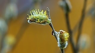 Футаж - Цветущая верба предвестник весны.