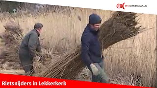 Rietsnijders in Lekkerkerk (5 januari 2011)