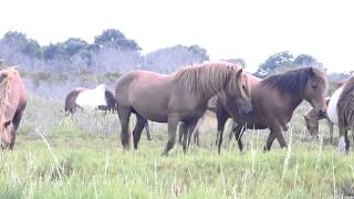 Wild Horses Mating