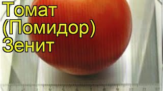 Томат обыкновенный Зенит. Краткий обзор, описание характеристик, где купить семена