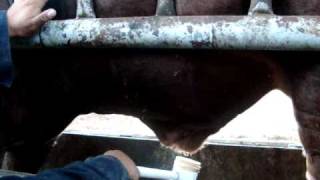 Obtencion de semen por electroeyaculacion