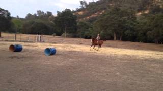Jumping Jet, a Purebred arabian!