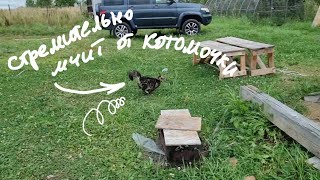Кошкина Морошкина котомочка