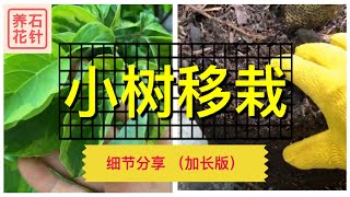 种植经验分享 - 新买的小树移栽要点 - 两种情况，有点意外