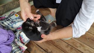 짤) 늑대개 티거의 꼬물이 【늑대개】【울프독】