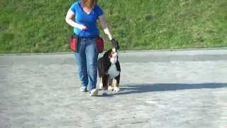 Filigrib Black Coffee, male, 4 months