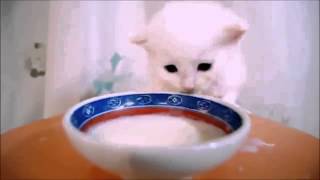 Котёнок пьет молоко