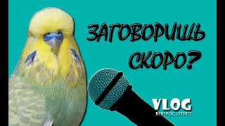 ? ✉ Когда попугай заговорит? When will the parrot talk?