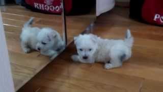Westie and mirror Щенок вестик и зеркало