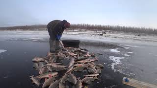 Перволёдка 2019! Yakutia Якутия