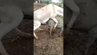 Pig and donkey mating video