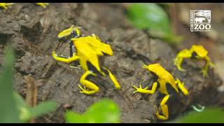 World Frog Day - Poison Dart Frog Feeding - Cincinnati Zoo
