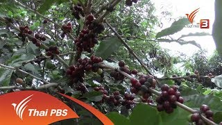 ชาวพะเยารวมกลุ่มปลูกกาแฟอาราบิก้า (29 ม.ค. 61)