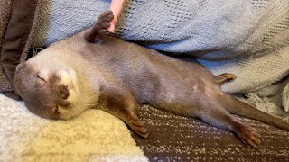 ぽちゃぽちゃなカワウソの睡眠のこだわりが強い Chubby otter are very particular about their sleep.