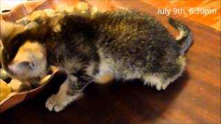 Kafei's idiopathic vestibular syndrome (wobbly cat!)
