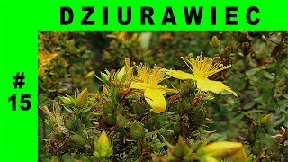 Dziurawiec zwyczajny - świętojańskie ziele - Hypericum perforatum #15
