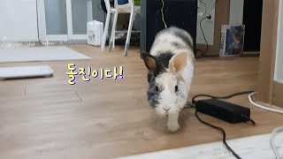 카메라로 돌진하는 귀여운 토끼
