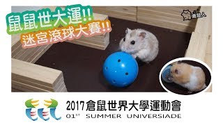 《倉鼠人特輯》02 鼠鼠世大運 !! 迷宮+滾球 !! (三隻國手倉鼠的對決!!) 世界大學運動會