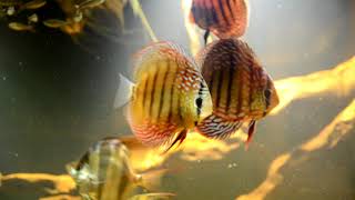 Biotop aquarium of the Amazon from DisсusKiev 1000L. Биотопный аквариум Диску Киев