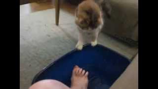Speaking Cat Nikki Wants Water From Mom's Foot Bath (sprechende Katze Nikki will Mamas Fußbad)