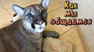 КАК МЫ С ПУМОЙ ОБЩАЕМСЯ