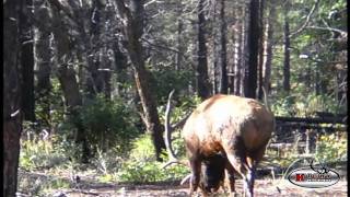 Giant 390+ Archery Elk Hunt!!