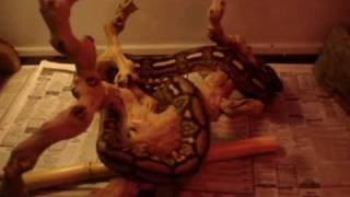 Tiger Retic Cage Setup And Update