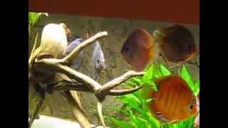 Flotter Vierer unserer Diskusfische