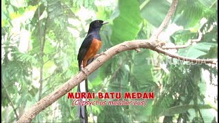 SI OTAN | PESONA MURAI BATU (11/01/18) - PART 1