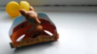 Kinder suprise kangaroo :0