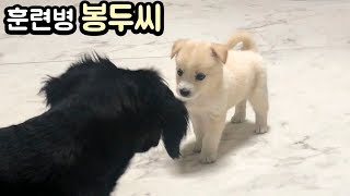 오자마자 인성교육 받는 콩고물ㅋㅋ(마음껏 까불어라ㅎㅎ) 봉두7화