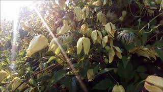 Odcinek #105 Powojnik tangucki (Clematis tangutica)