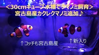 【海水魚水槽】30cmキューブで海水魚飼育～カクレクマノミ～