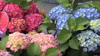 Bellandris – Hortensienpflege